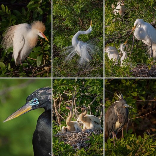 image of Save Calusa: 168 acres of green space and wildlife habitat in West Kendall