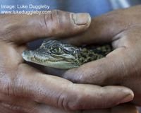 image of Save the Areng Valley and the Siamese crocodile