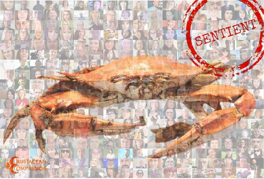 image of Crustacean Compassion