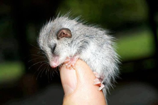 image of Get Santos out of the Pilliga