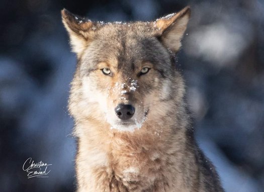Eastern Wolf