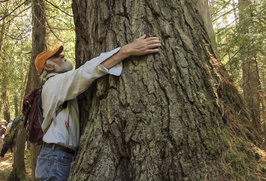 image of Stop logging Ontario's old-growth forests NOW!