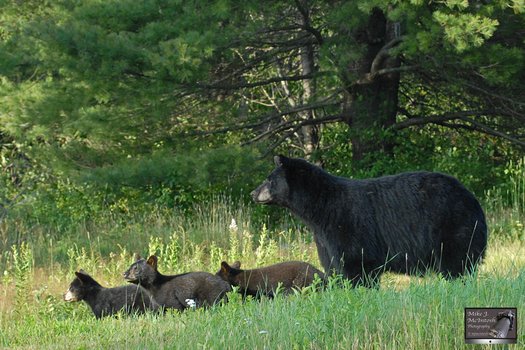 image of Abandon the spring bear hunt... again!