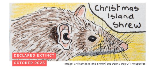 Hand drawn image of the Christmas Island shrew. Text says "declared extinct october 2025"