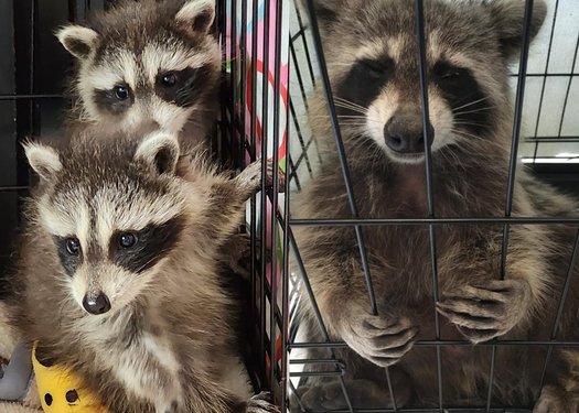 image of Minister Smith of the MNRF: Free Mally's Raccoons!