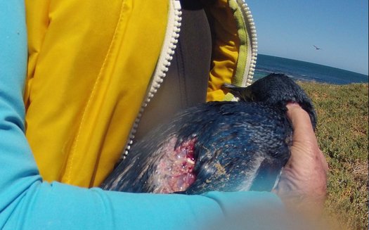 image of Shoalwater Islands Marine Park urgently needs protection