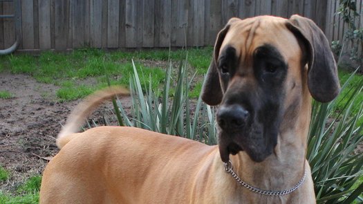 image of Protect Our Pets
