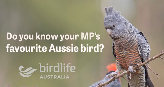image of Favourite Bird 2023