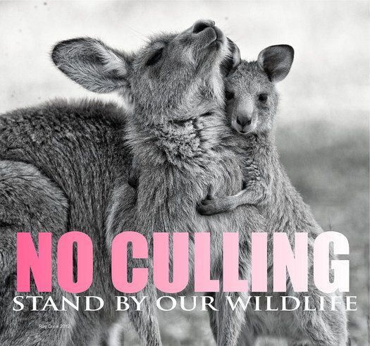 image of Stop the ACT Kangaroo Cull