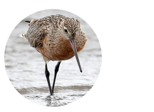 image of Save Toondah for the Birds