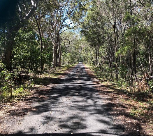 image of Wild Koalas - not Whitewater Elephant