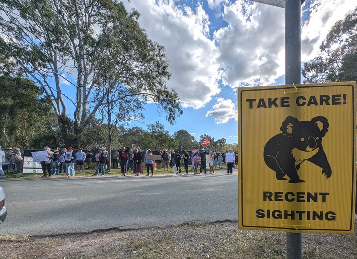 Local koala supporters were onsite outside Ormiston Collegfe for ??weeks in the lead-up to the approval