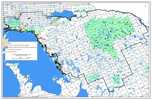 Wolf killing must be stopped across the Proposed Recovery Zone to protect eastern wolves.