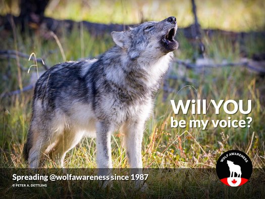 image of Tell B.C. not to renew their wolf killing permits