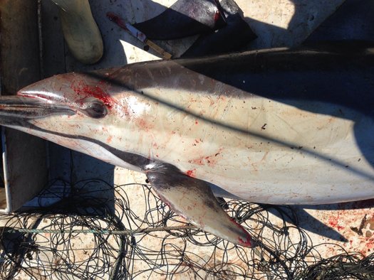 image of Australia: end 87 years of shark culling, remove nets and drumlines now