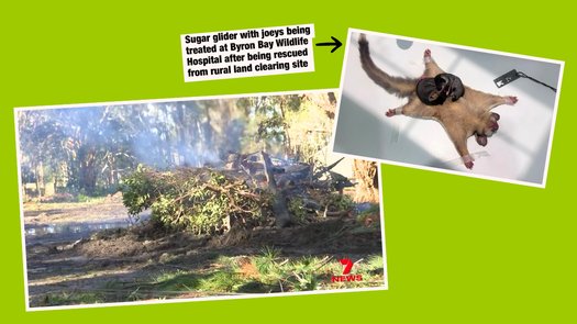 image of Stop land clearing now